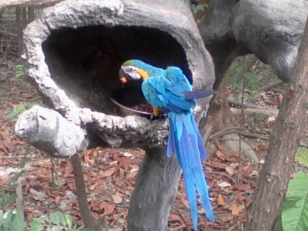 Perroquet au Parc Historique de Guayaquil