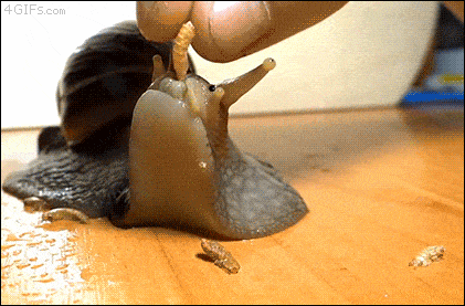 escargot A propos de Caracolade