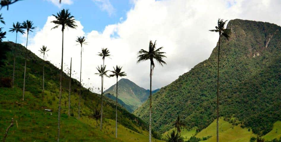 Le palmier à cire, symbole de la Colombie