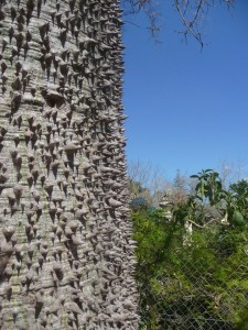 Le désespoir des singes