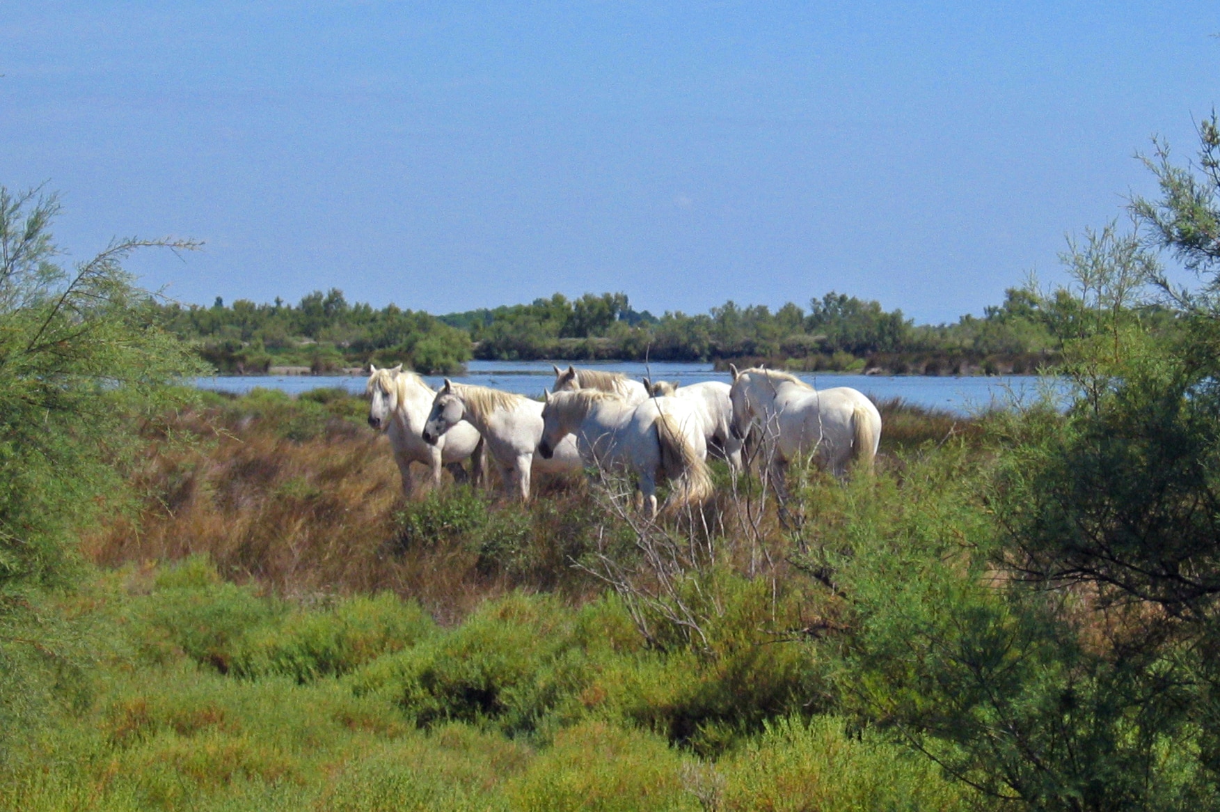 camargue La Camargue entre traditions et espaces naturels