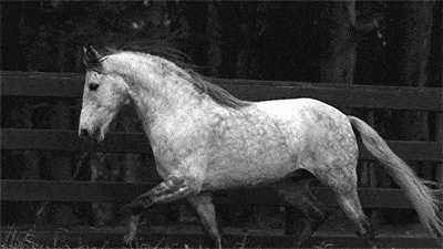 horse La Camargue entre traditions et espaces naturels