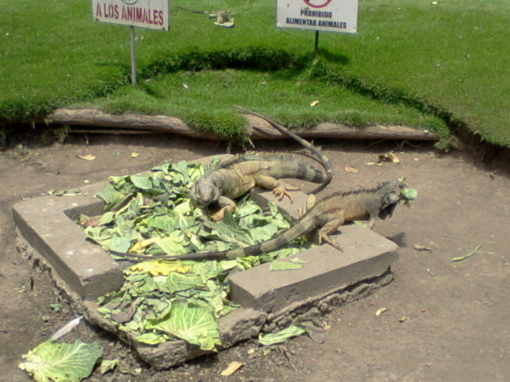 Photo 0003 En longeant la promenade de Guayaquil