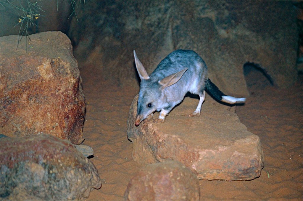 Greater Bilby Macrotis lagotis 9996456685 Pâques dans le monde