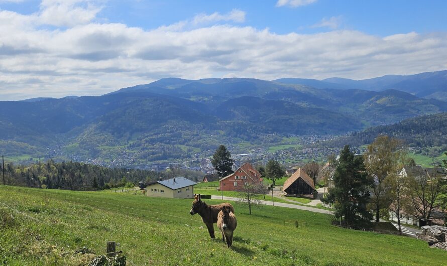 Journée dans la vallée de Munster (68)